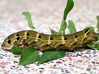 Braune Raupe Mittlerer Weinschwrmer, Deilephila elpenor, Elephant Hawk-moth