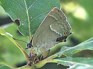 Weibchen bei Eiablage Blauer Eichenzipfelfalter Neozephyrus quercus Purple Hairstreak