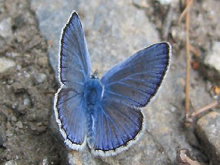 Männchen Polyommatus escheri Escher's Blue