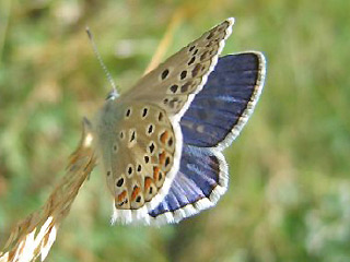 Mnnchen Polyommatus escheri Escher's Blue