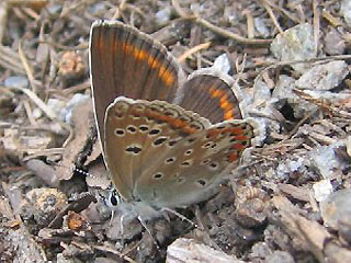 Weibchen Polyommatus escheri Escher's Blue