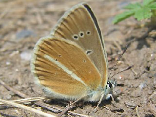 Weidolch-Bluling Polyommatus ( Agrodiaetus ) damon  Damon Blue