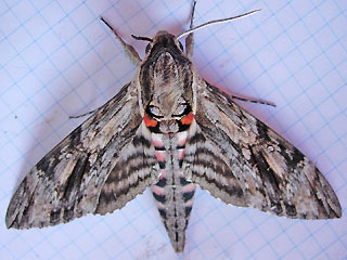 Mnnchen Windenschwrmer Agrius convolvuli Convolvulus Hawk-moth