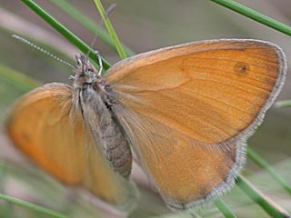 Coenonympha pamphilus  Kleines Wiesenvgelchen Small Heath