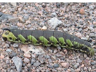 Raupe Windenschwrmer Agrius convolvuli Convolvulus Hawk-moth