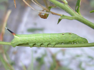 Jungraupe Mittlerer Weinschwrmer, Deilephila elpenor, Elephant Hawk-moth