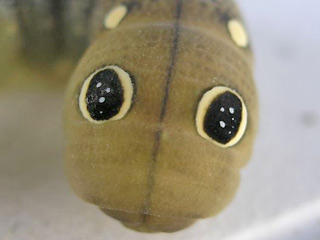 Scheinaugen Raupe Gro�er Weinschw�rmer Hippotion celerio Silver-striped Hawk-moth