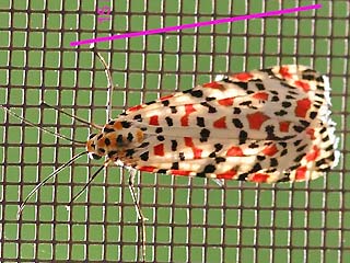 Punktbr Grassteppenschnbr Utetheisa pulchella Crimson-speckled Moth