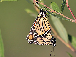 Paarung Monarch Danaus plexippus Milkweed