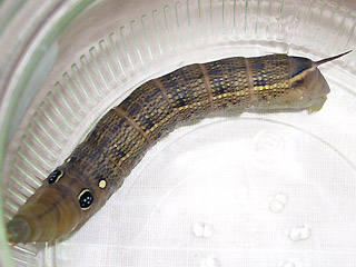 Raupe Gro�er Weinschw�rmer Hippotion celerio Silver-striped Hawk-moth