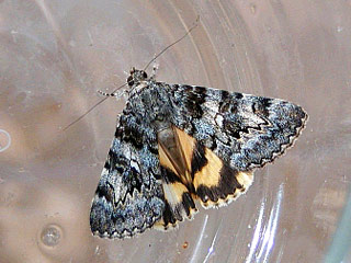 Catocala nymphaea Ordensband