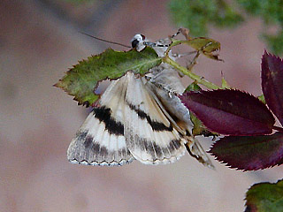 Catocala nymphaea Ordensband