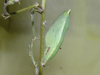 ... Gelbling Steppengelbling Colias erate Eastern Pale 