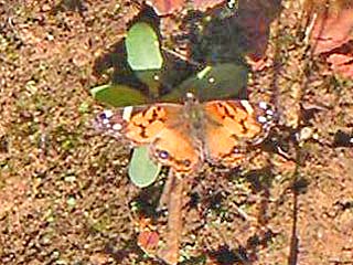 Amerikanischer Distelfalter  Vanessa virginiensis