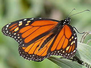 Monarch Danaus plexippus Milkweed 