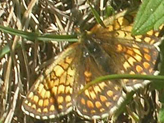 Melitaea varia Grisons Fritillary
