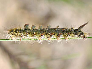 Raupe Calliteara fortunata  Lymantriidae  Pinus canariensis