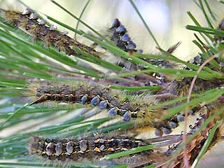 Raupe Calliteara fortunata  Lymantriidae  Pinus canariensis