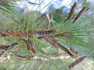 Raupen Calliteara fortunata  Lymantriidae  Pinus canariensis