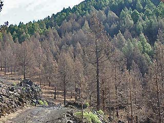 Schadbild Calliteara fortunata  Lymantriidae  Pinus canariensis