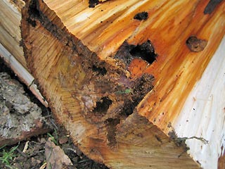 Befallenes Holz Weidenbohrer   Cossus cossus   Goat Moth