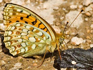 Mittlerer Perlmutterfalter Argynnis (Speyeria) niobe f.eris Niobe Fritillary