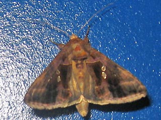 Chrysodeixis chalcites