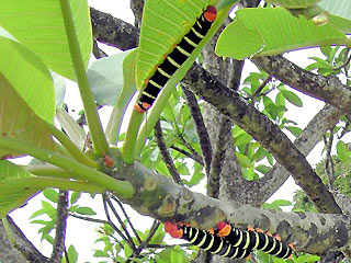 Frangipani Hawkmoth, Pseudosphinx tetrio, Frangipanischwrmer