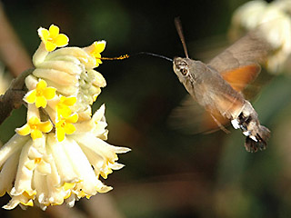 Taubenschwänzchen Kolibri - Schwärmer Macroglossum stellatarum Humming-bird Hawk-moth Wanderfalter im Winter an Edgeworthia papyrifera saugend