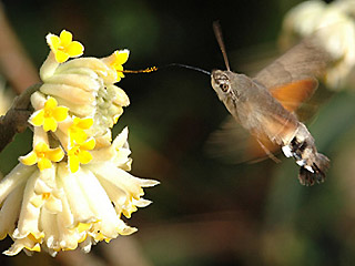 Taubenschwnzchen Kolibri - Schwrmer Macroglossum stellatarum Humming-bird Hawk-moth Wanderfalter im Winter an Edgeworthia papyrifera saugend