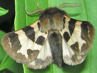 Mnnchen Watsonarctia casta ( deserta ) Steppenbr