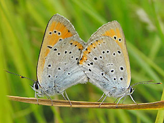 Paarung Groer Feuerfalter Mnnnchen Lycaena dispar Large Copper