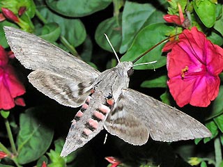 Falter im Flug Windenschwrmer Agrius convolvuli Convolvulus Hawk-moth Teneriffa Fuerteventura Gran Canaria Lanzarote La Palma La Gomera El Hierro