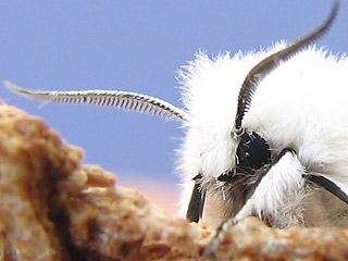 Spilosoma urticae Schmalflgeliger Fleckleibbr Water Ermine