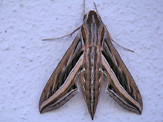 Großer Weinschwärmer Hippotion celerio Silver-striped Hawk-moth Teneriffa Fuerteventura Gran Canaria Lanzarote La Palma La Gomera El Hierro