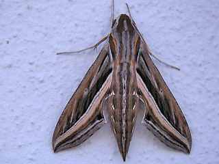 Groer Weinschwrmer Hippotion celerio Silver-striped Hawk-moth Schmetterlinge und Raupen Sdeuropas Griechenland Italien Sdfrankreich Spanien Portugal Korsika Sardinien Kroatien Schmetterling