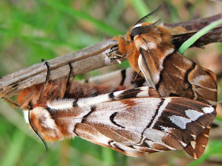 Paarung Birkenspinner Endromis versicolora Kentish Glory