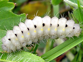 Raupe Zygaena minos  Bibernell-Widderchen