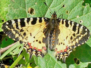 stlicher Osterluzeifalter Allancastria cerisy, Eastern Festoon, Balkan-Osterluzeifalter, A. cerisy