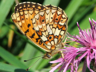 Braunfleckiger Perlmutterfalter Boloria ( Clossiana ) selene Small Pearl-bordered Fritillary