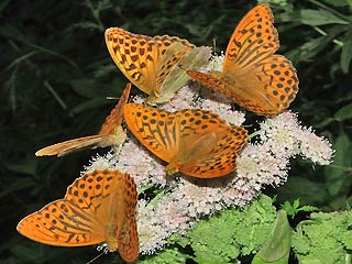 5 Falter Kaisermantel Argynnis paphia Silver-washed Fritillary