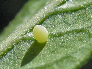 Ei  Monarch Danaus plexippus Milkweed  an Seidenpflanze Ascepias curassavica