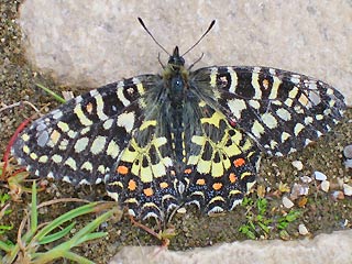 Spanischer Osterluzeifalter Zerynthia rumina Spanish Festoon