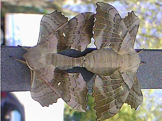 Paarung Pappelschwärmer Laothoe populi Poplar Hawk-moth