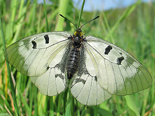 Schwarzer Apollo Parnassius mnemosyne Clouded Apollo