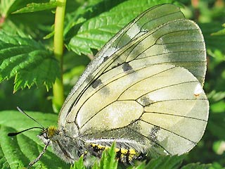 Schwarzer Apollo Parnassius mnemosyne Clouded Apollo