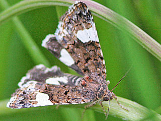 Tyta luctuosa Ackerwinden-Trauereule Four-Spotted