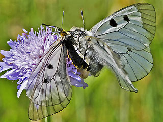 Paarung Schwarzer Apollo Parnassius mnemosyne Clouded Apollo