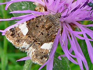 Tyta luctuosa Ackerwinden-Trauereule Four-Spotted