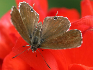 Weibchen Pelargonien-Wanderbluling Cacyreus marshalli Geranium Bronze